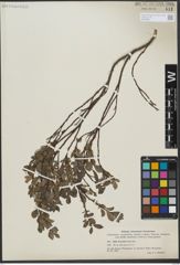 Foto von Salix uva-ursi Pursh